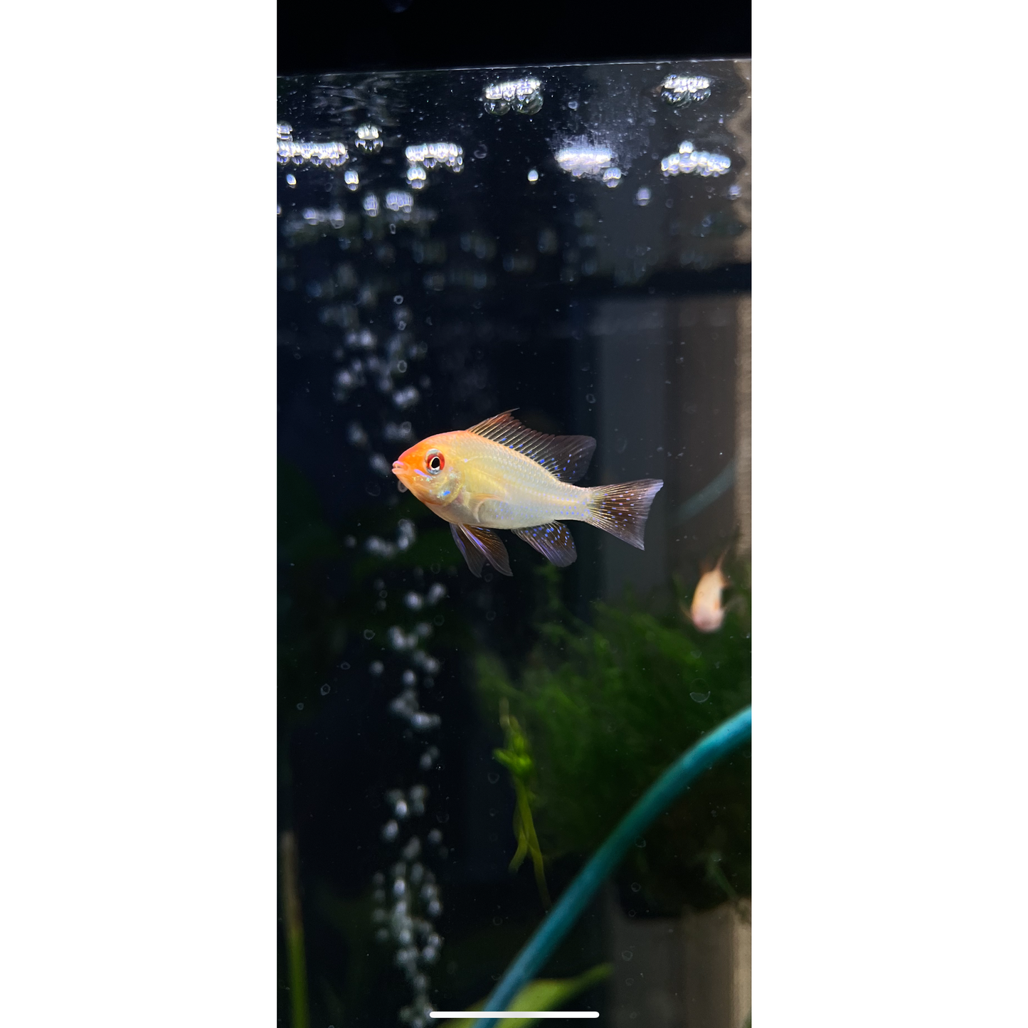 German Gold Ram - YoCamron’s Aquatics