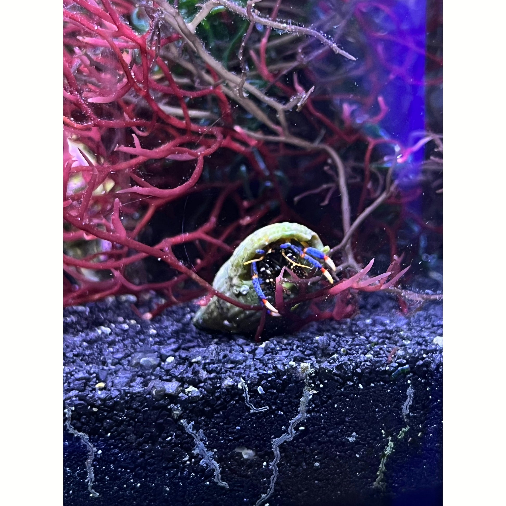 Blue Leg Hermit Crab - YoCamron’s Aquatics