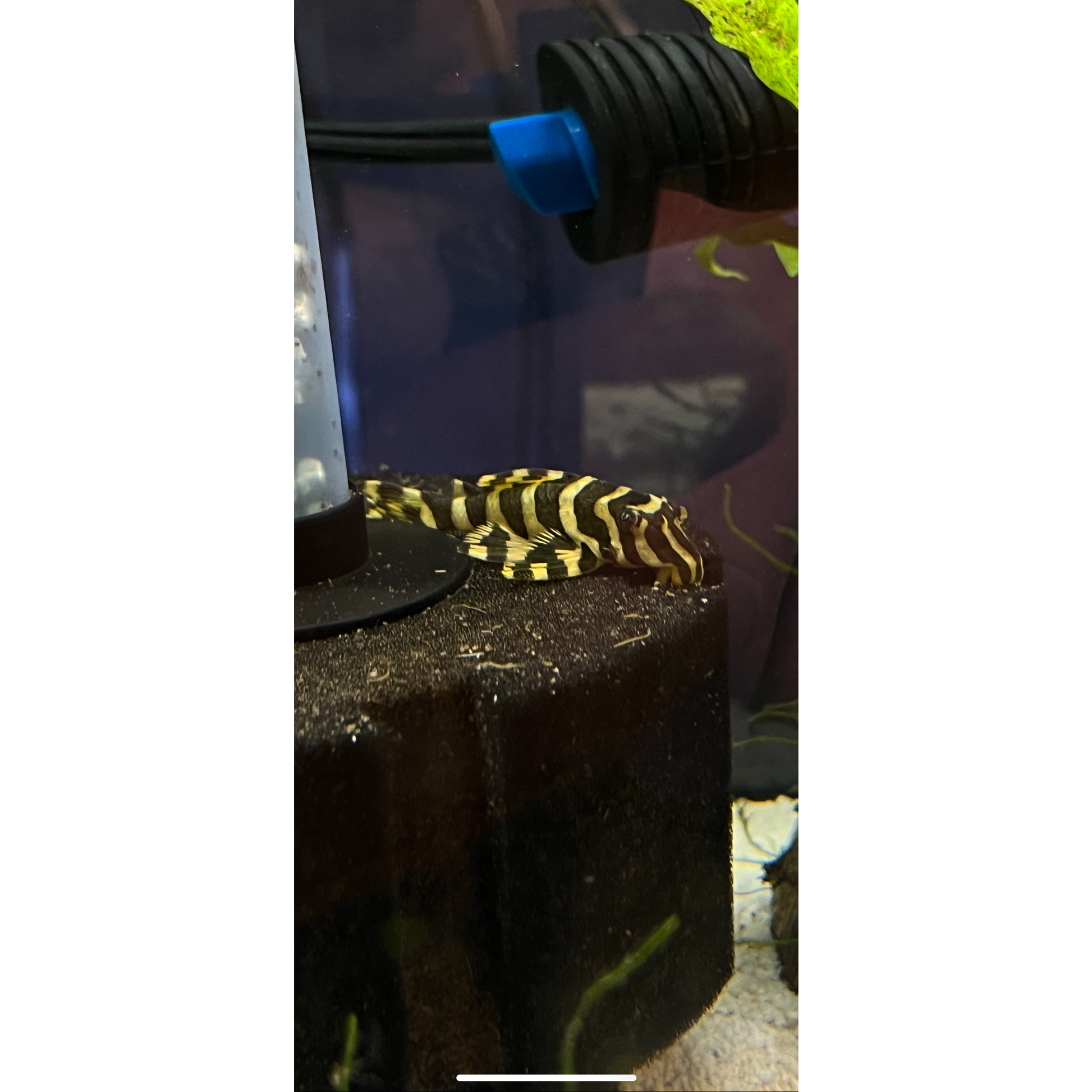 L134 Leopard Frog Pleco - YoCamron’s Aquatics