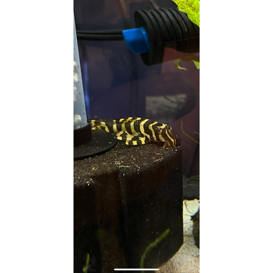 L134 Leopard Frog Pleco