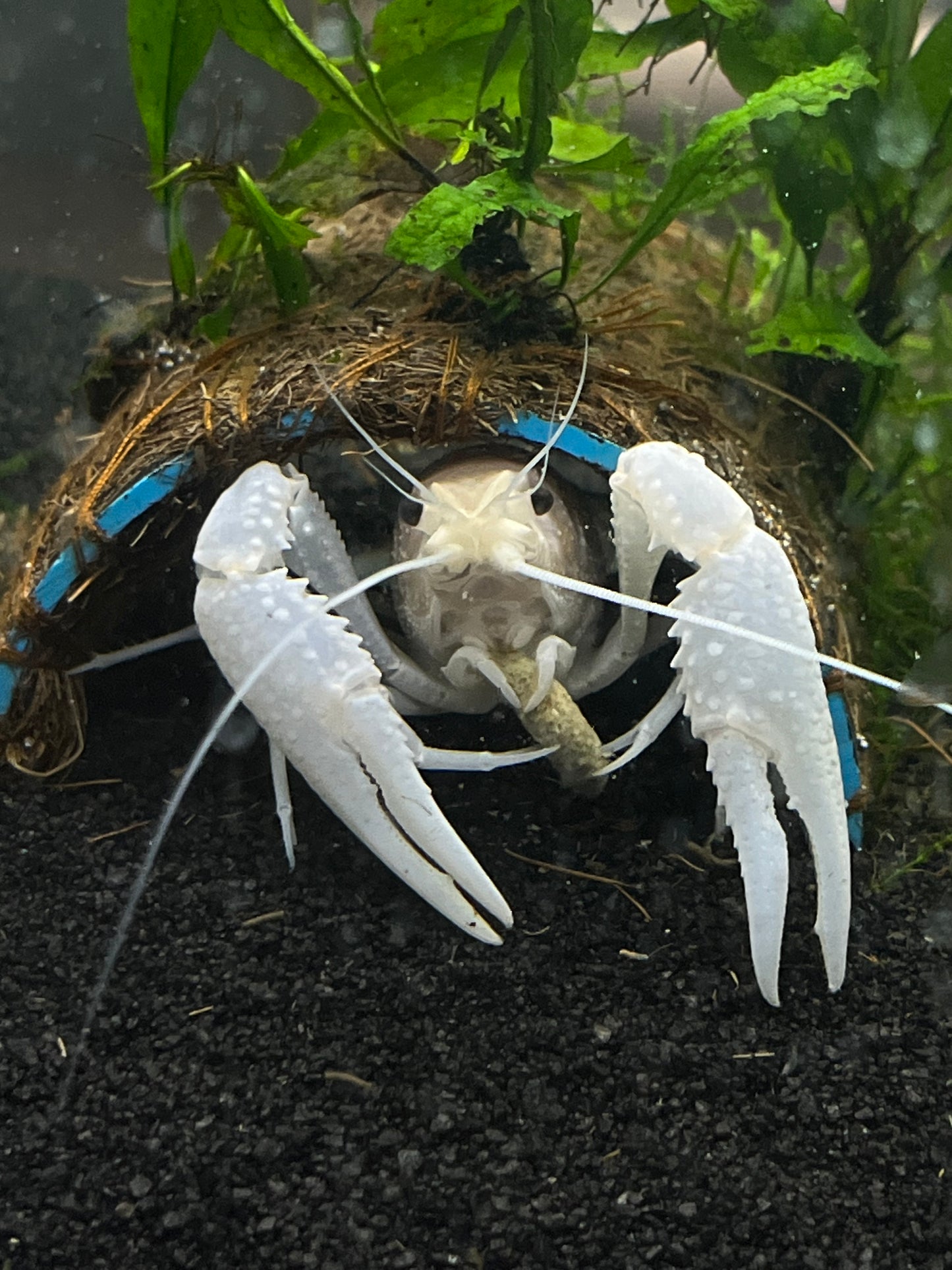 Vanilla White Crayfish - YoCamron’s Aquatics