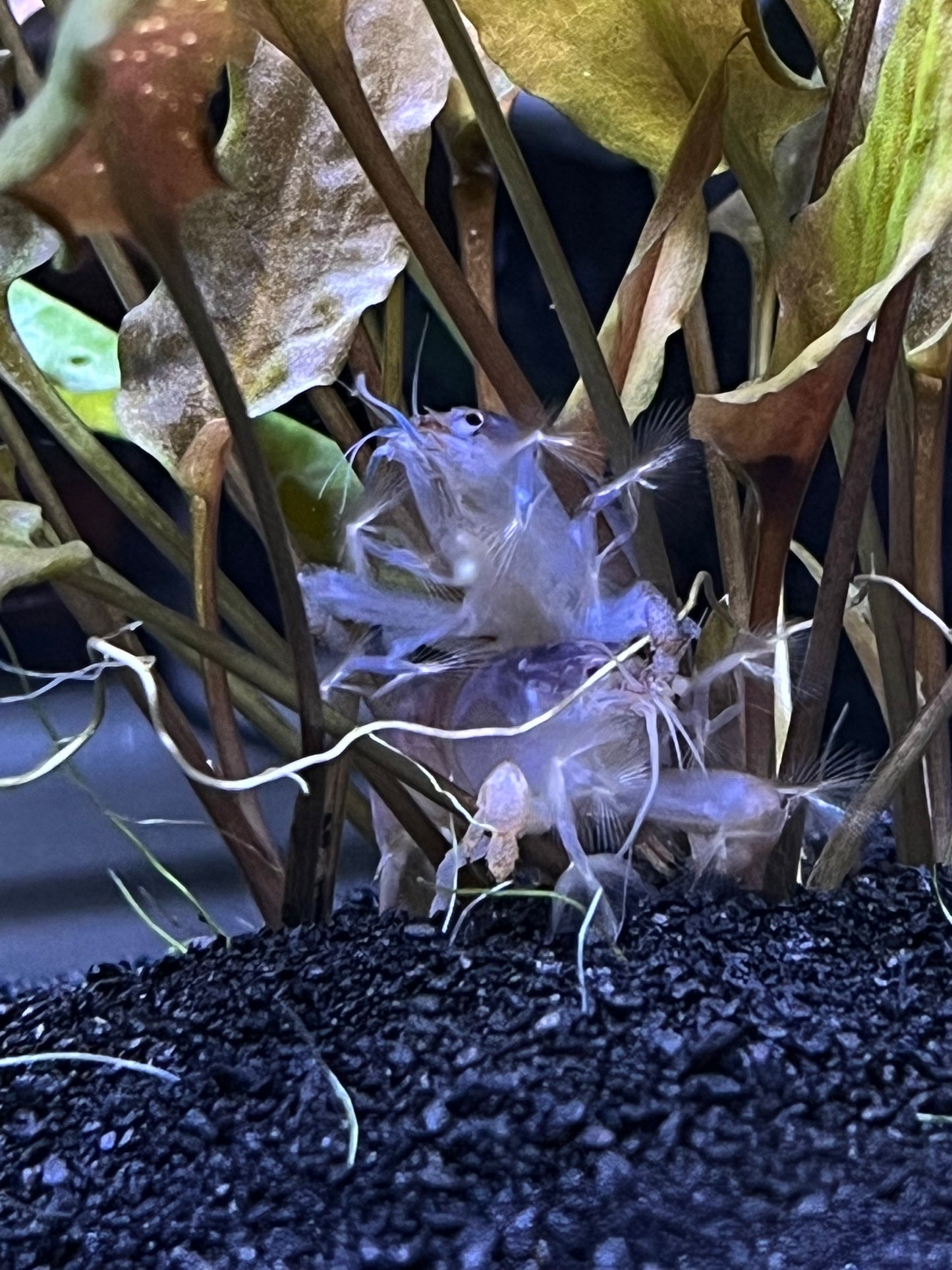 Vampire Shrimp (Atya gabonensis)