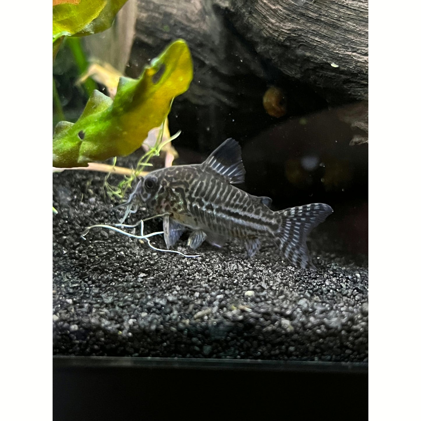 Julii Corydoras Cory Catfish - YoCamron’s Aquatics