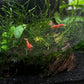 Red Cherry Shrimp