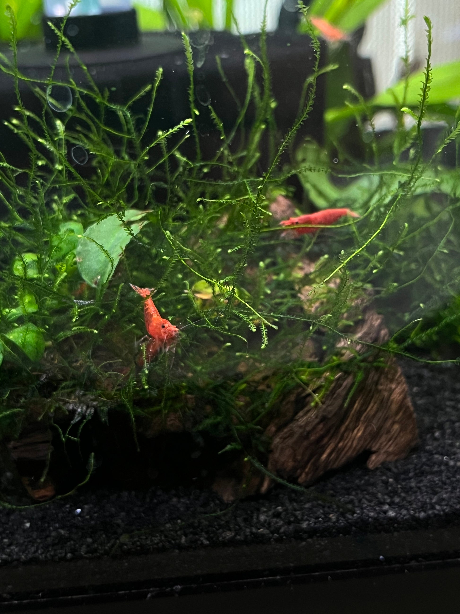 Red Cherry Shrimp - YoCamron’s Aquatics