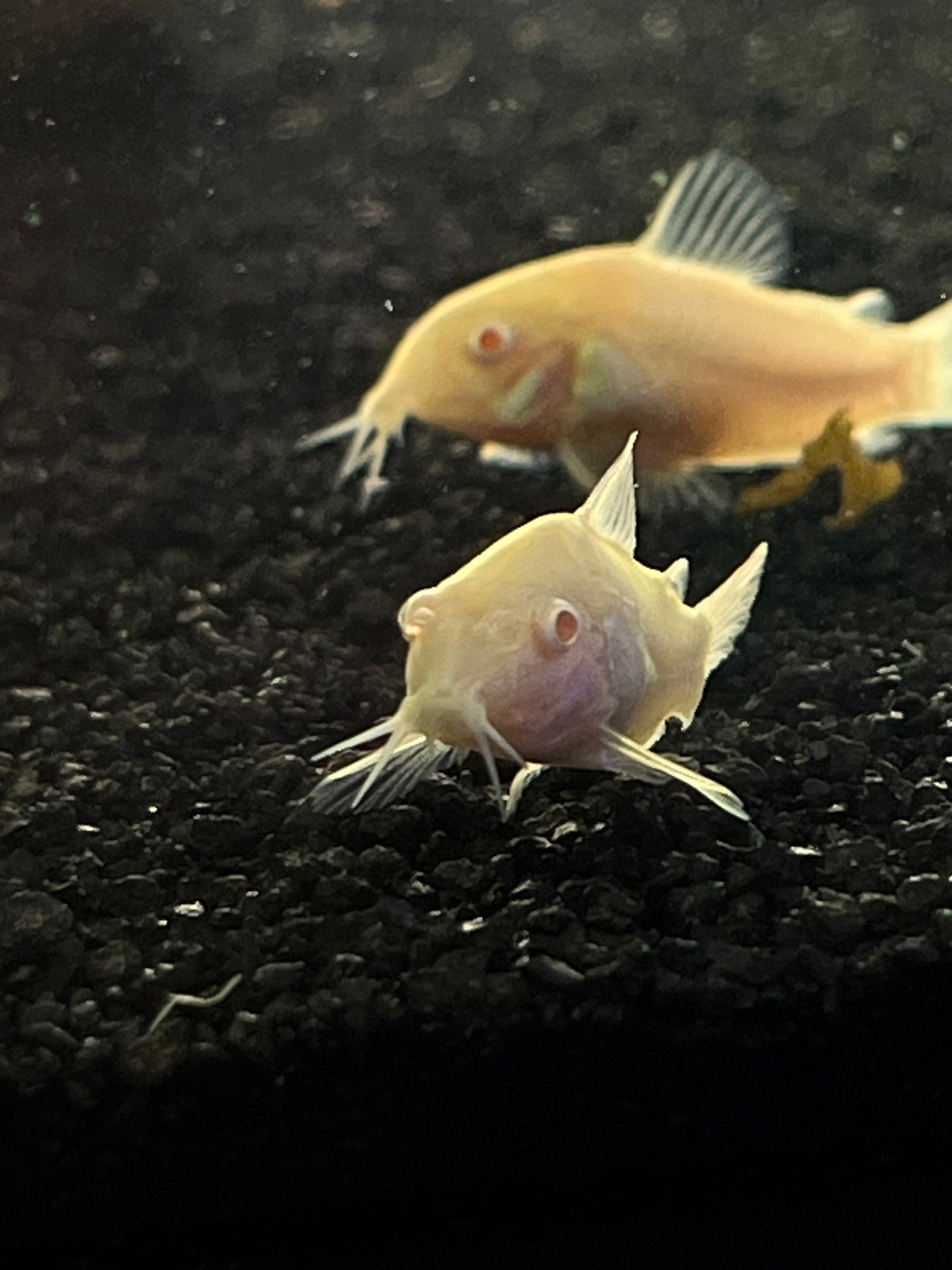 Albino Aeneus Corydora - YoCamron’s Aquatics