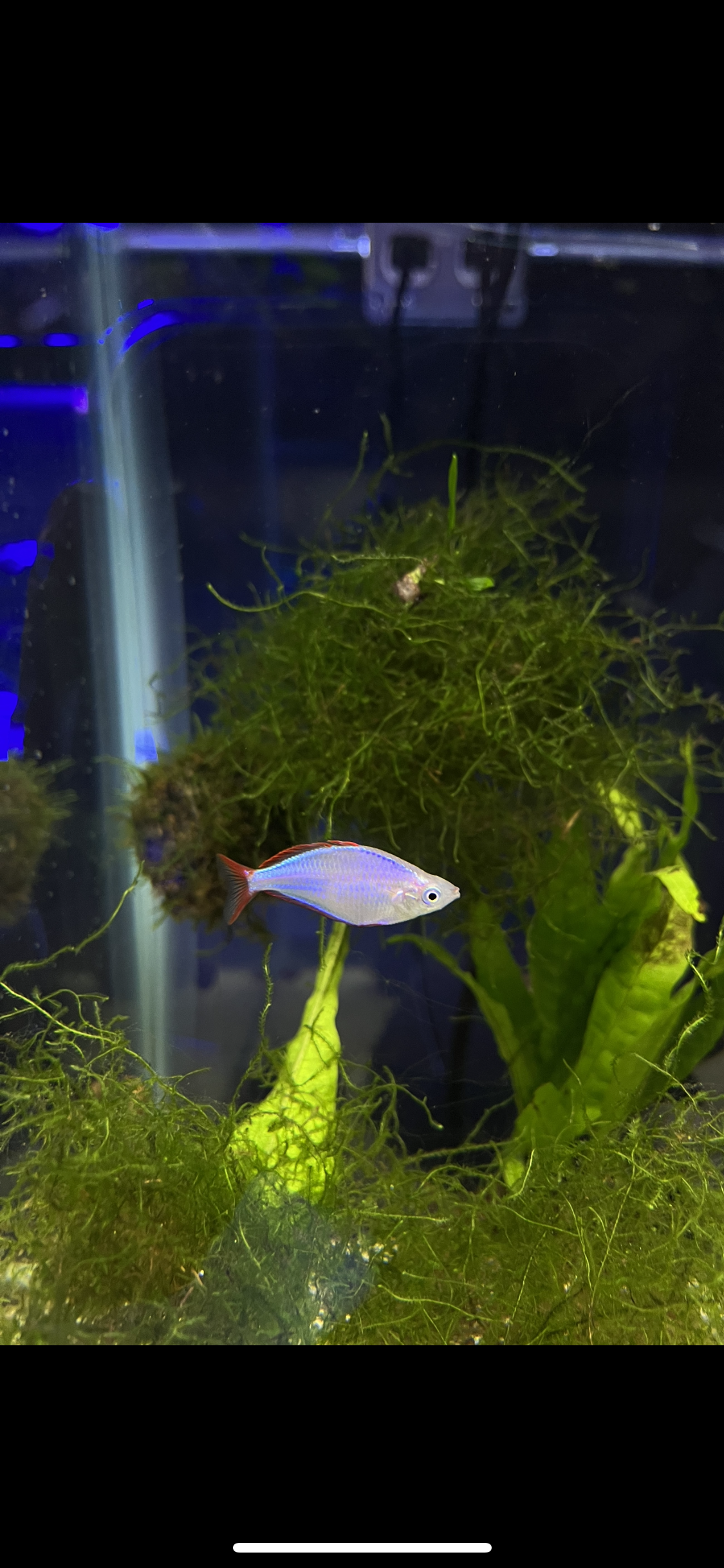 Neon Dwarf Praecox Rainbowfish - YoCamron’s Aquatics