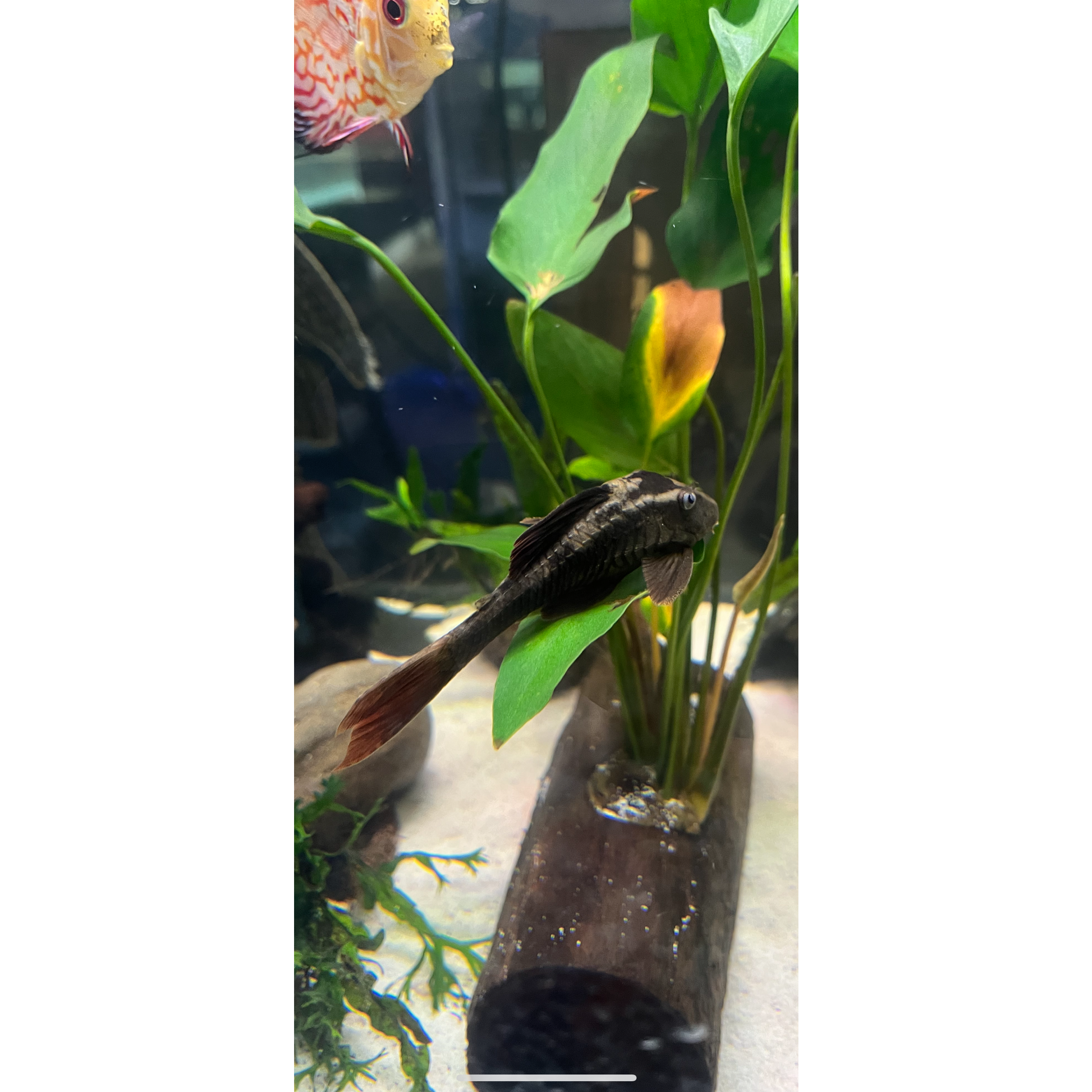 L137 Red Fin Blue Eyed Pleco - YoCamron’s Aquatics