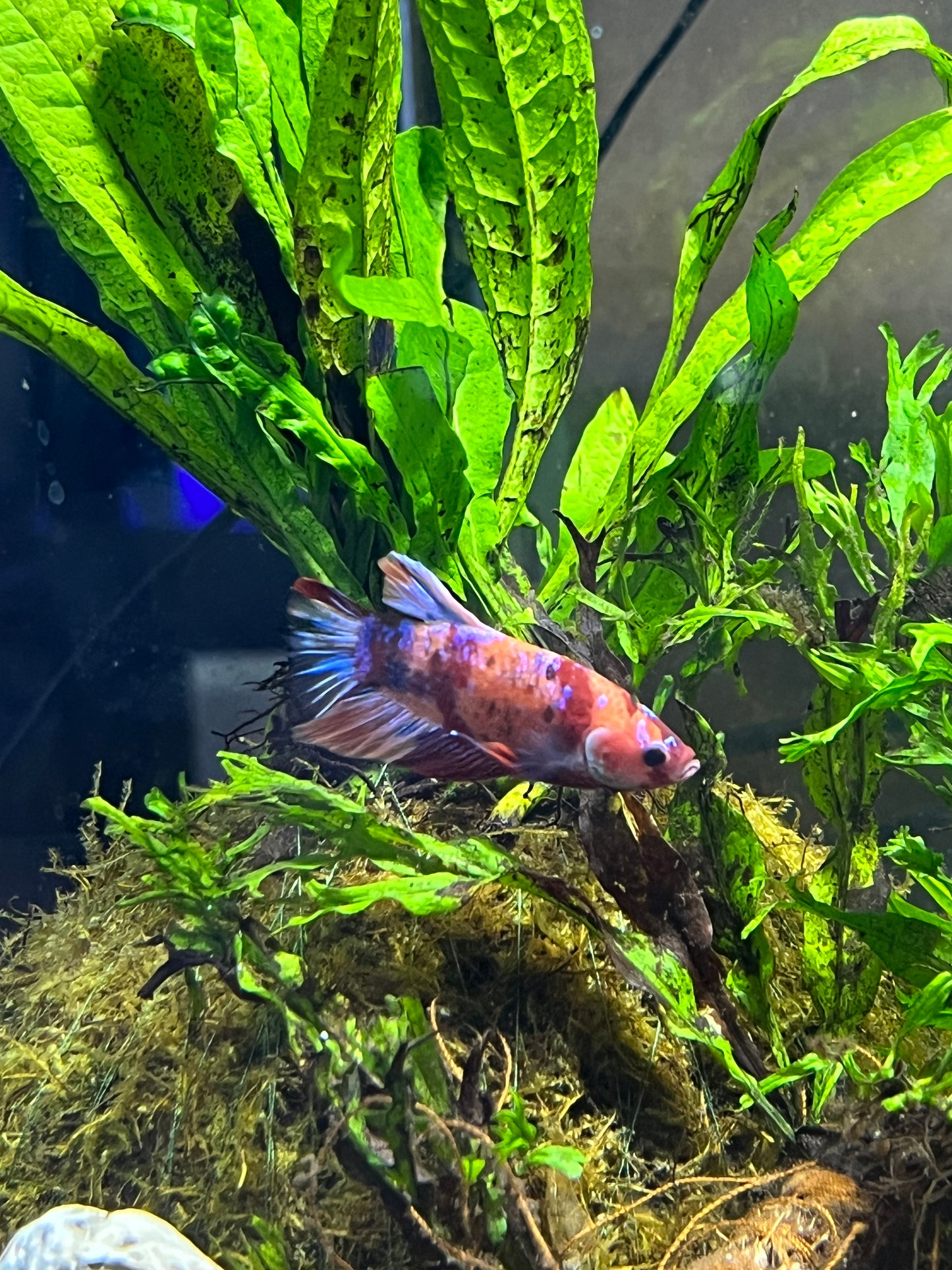 Galaxy Koi Betta Male - YoCamron’s Aquatics