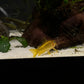 Gold Laser Corydoras (CW010)
