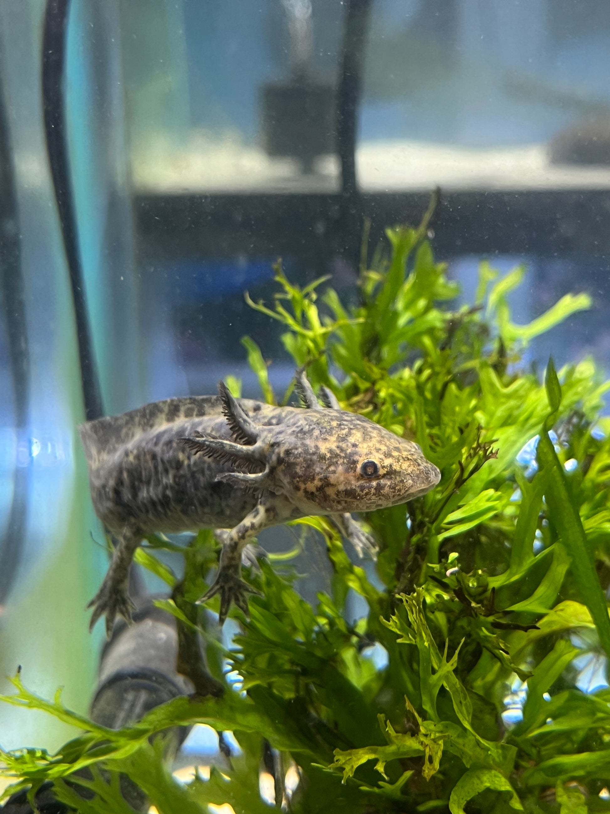 Assorted Wild Type Axolotl - YoCamron’s Aquatics
