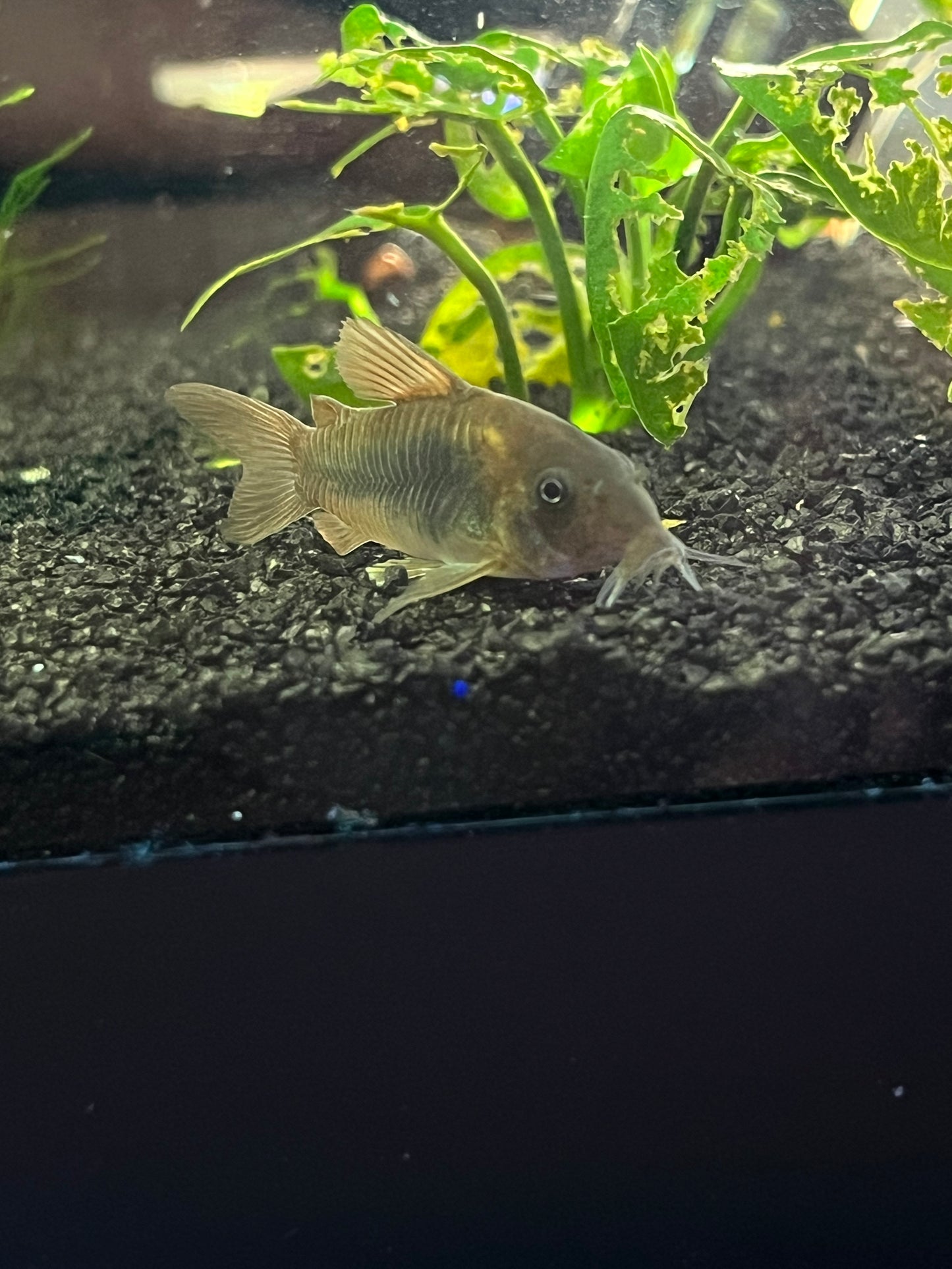 Emerald Green Corydoras - YoCamron’s Aquatics