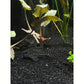 Julii Corydoras Cory Catfish