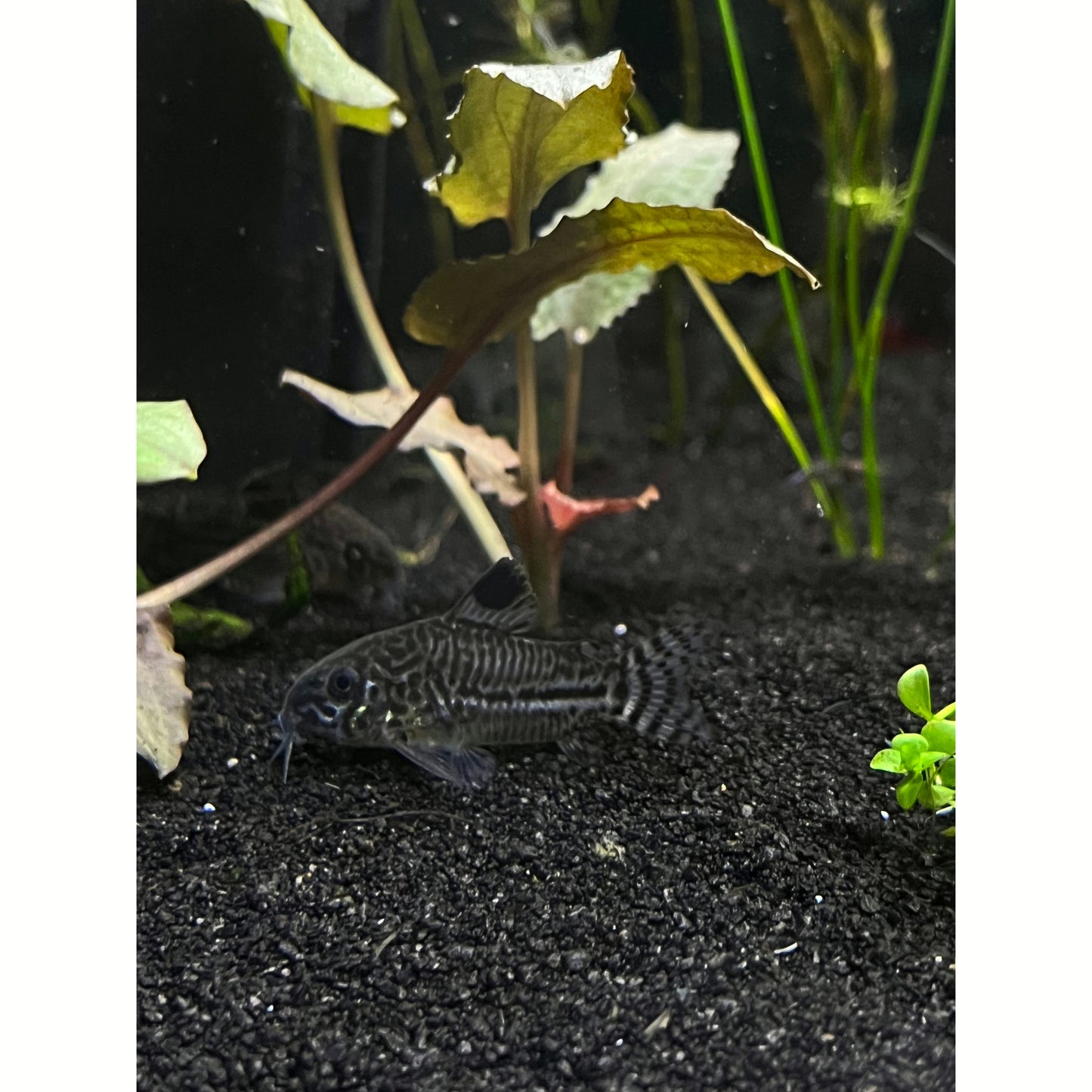 Julii Corydoras Cory Catfish - YoCamron’s Aquatics