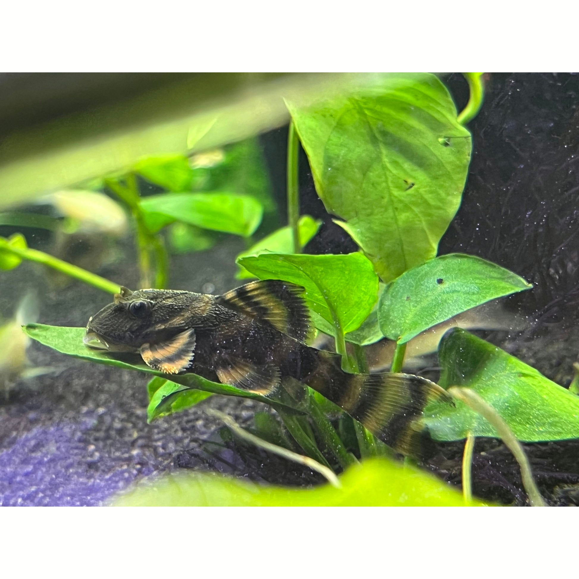 L397 Alenquer Tiger Pleco - YoCamron’s Aquatics