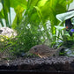 Sterbai Corydora