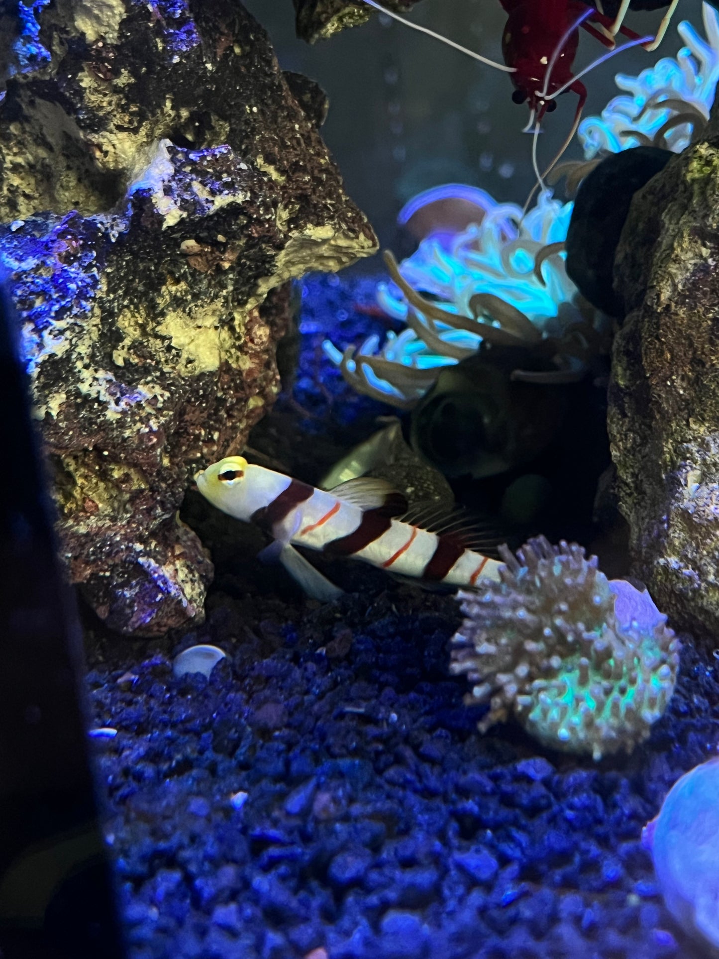 Dracula Goby - YoCamron’s Aquatics