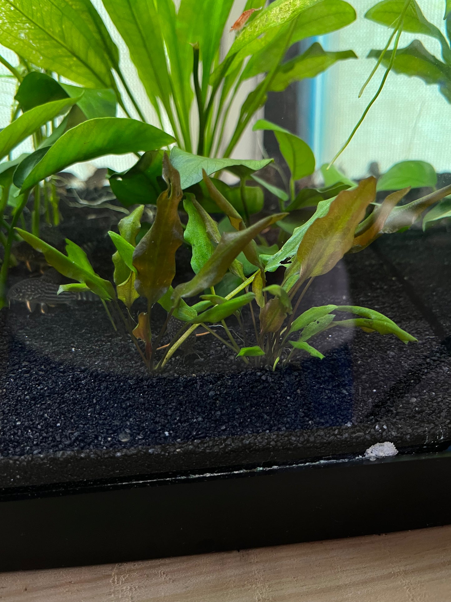 Cryptocoryne Assorted - YoCamron’s Aquatics