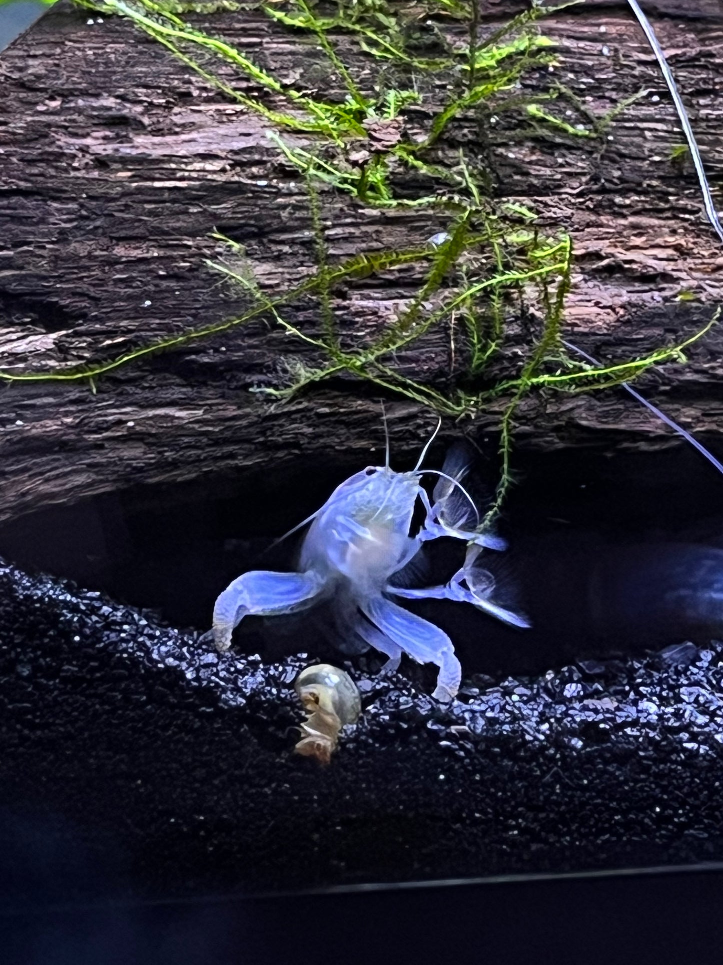 Vampire Shrimp (Atya gabonensis) - YoCamron’s Aquatics