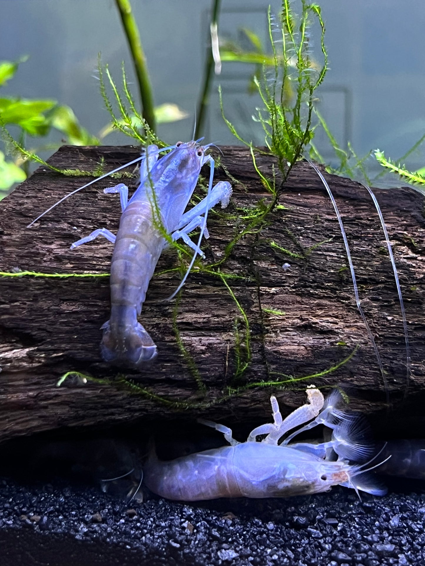 Vampire Shrimp (Atya gabonensis) - YoCamron’s Aquatics