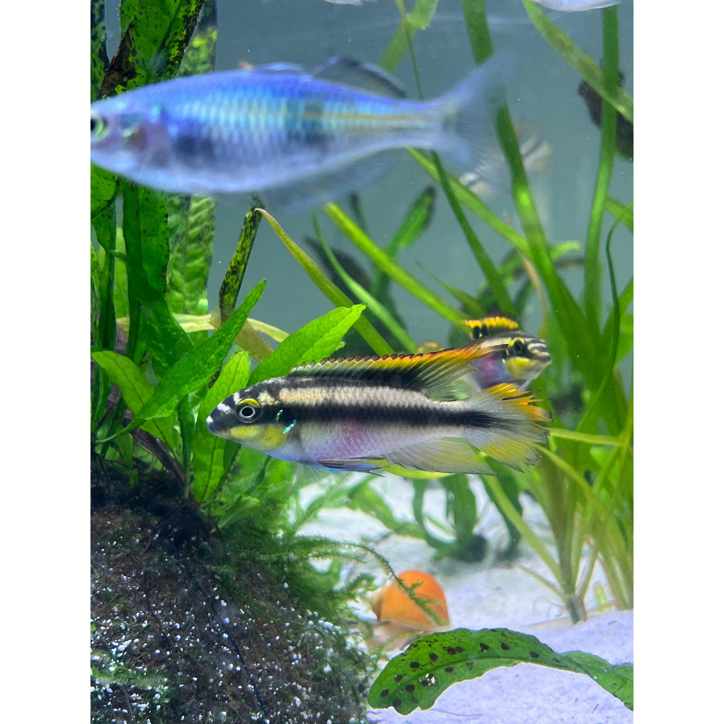 Kribensis Cichlid - YoCamron’s Aquatics