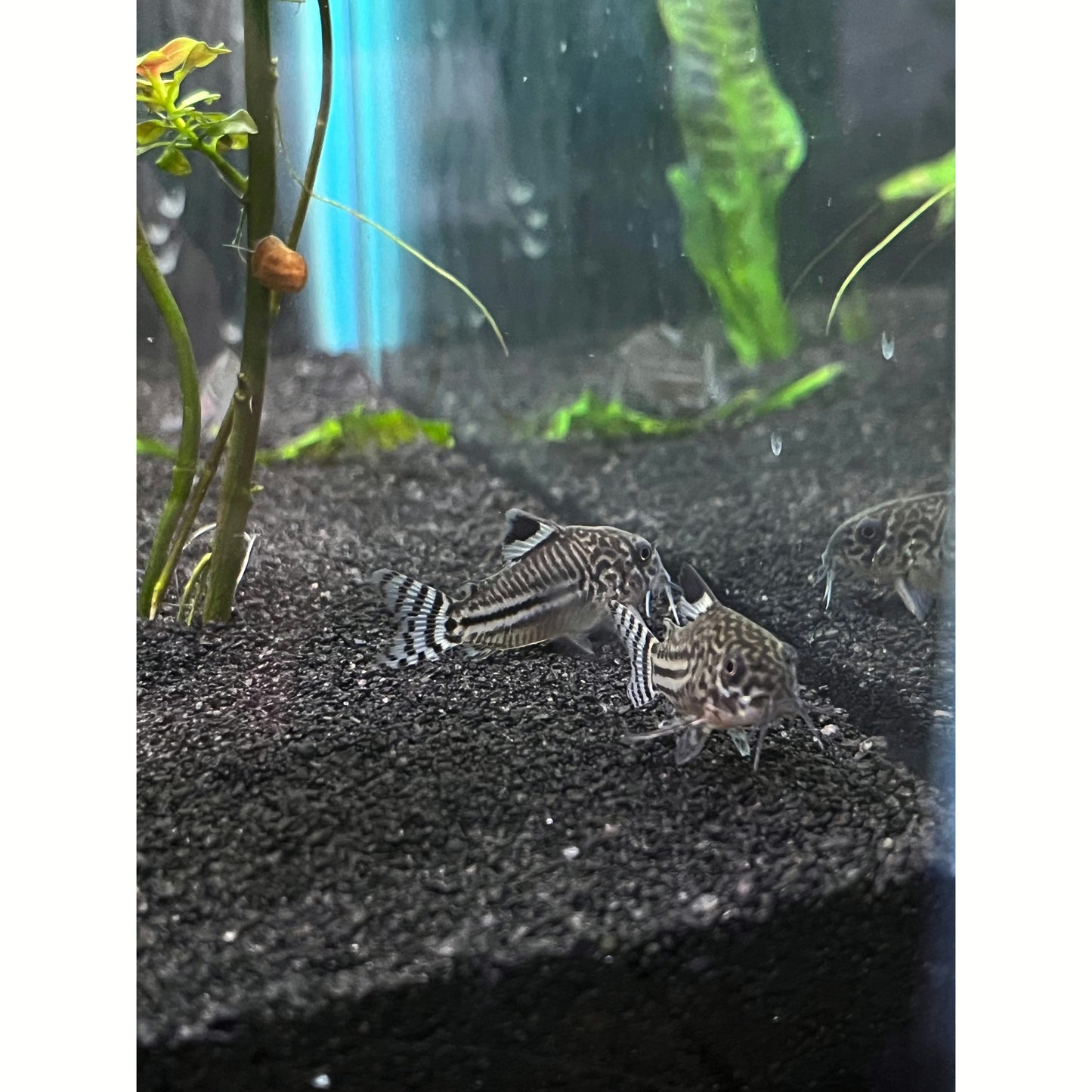 Julii Corydoras Cory Catfish - YoCamron’s Aquatics