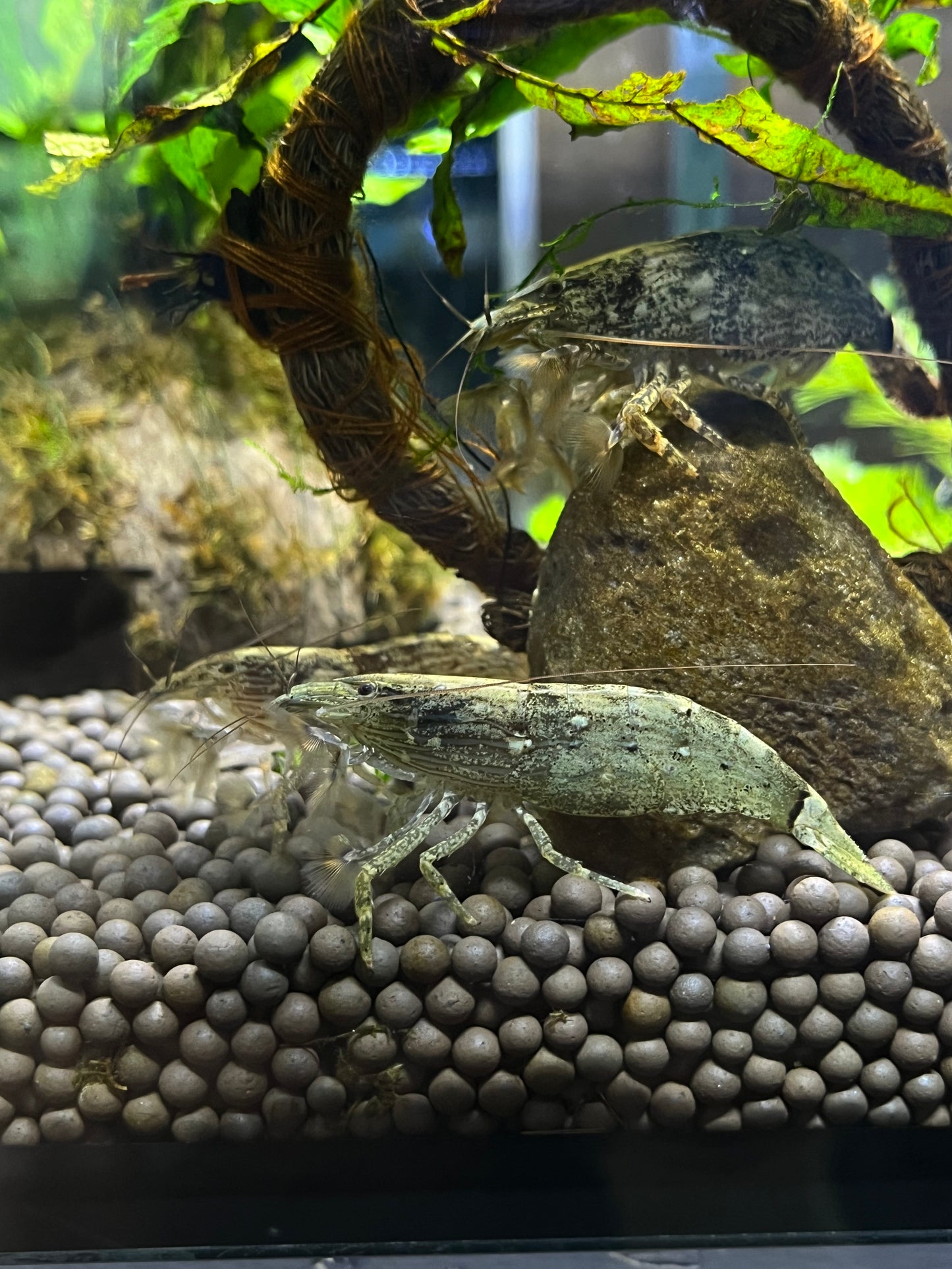 Bamboo Shrimp - YoCamron’s Aquatics