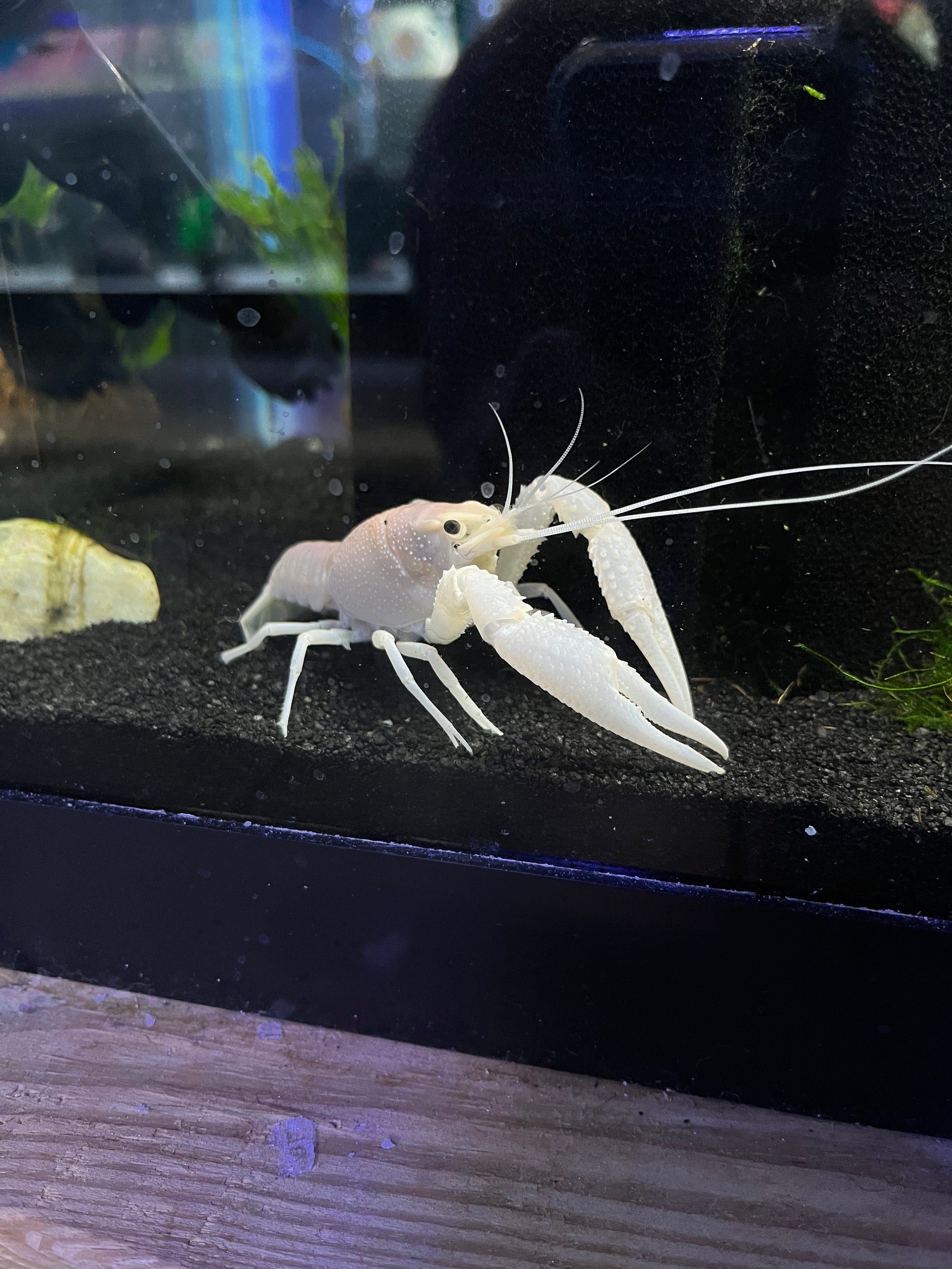 Vanilla White Crayfish - YoCamron’s Aquatics