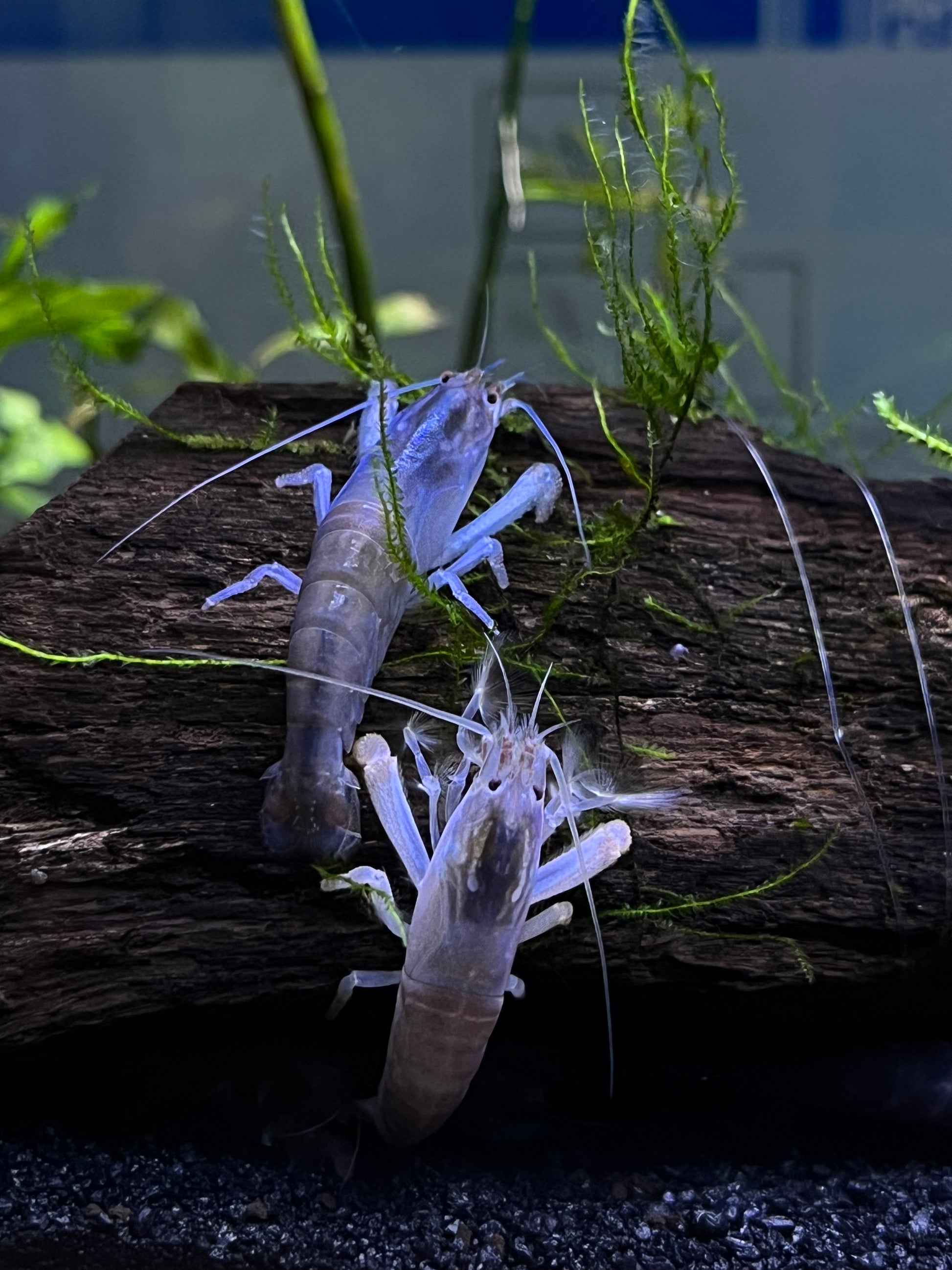 Vampire Shrimp (Atya gabonensis) - YoCamron’s Aquatics