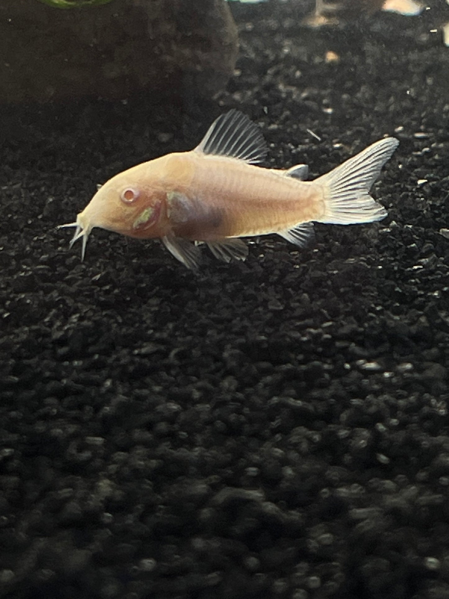 Albino Aeneus Corydora - YoCamron’s Aquatics