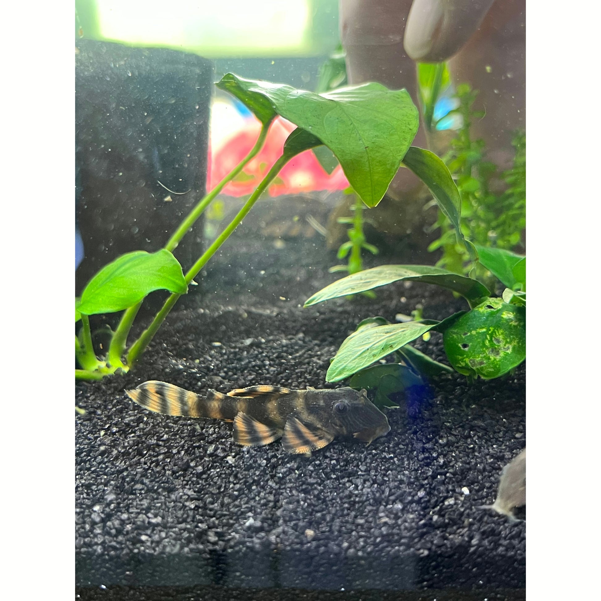 L397 Alenquer Tiger Pleco - YoCamron’s Aquatics