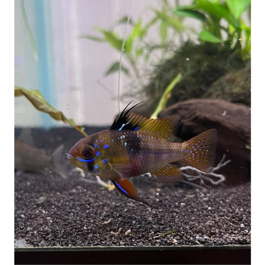 German Blue Ram