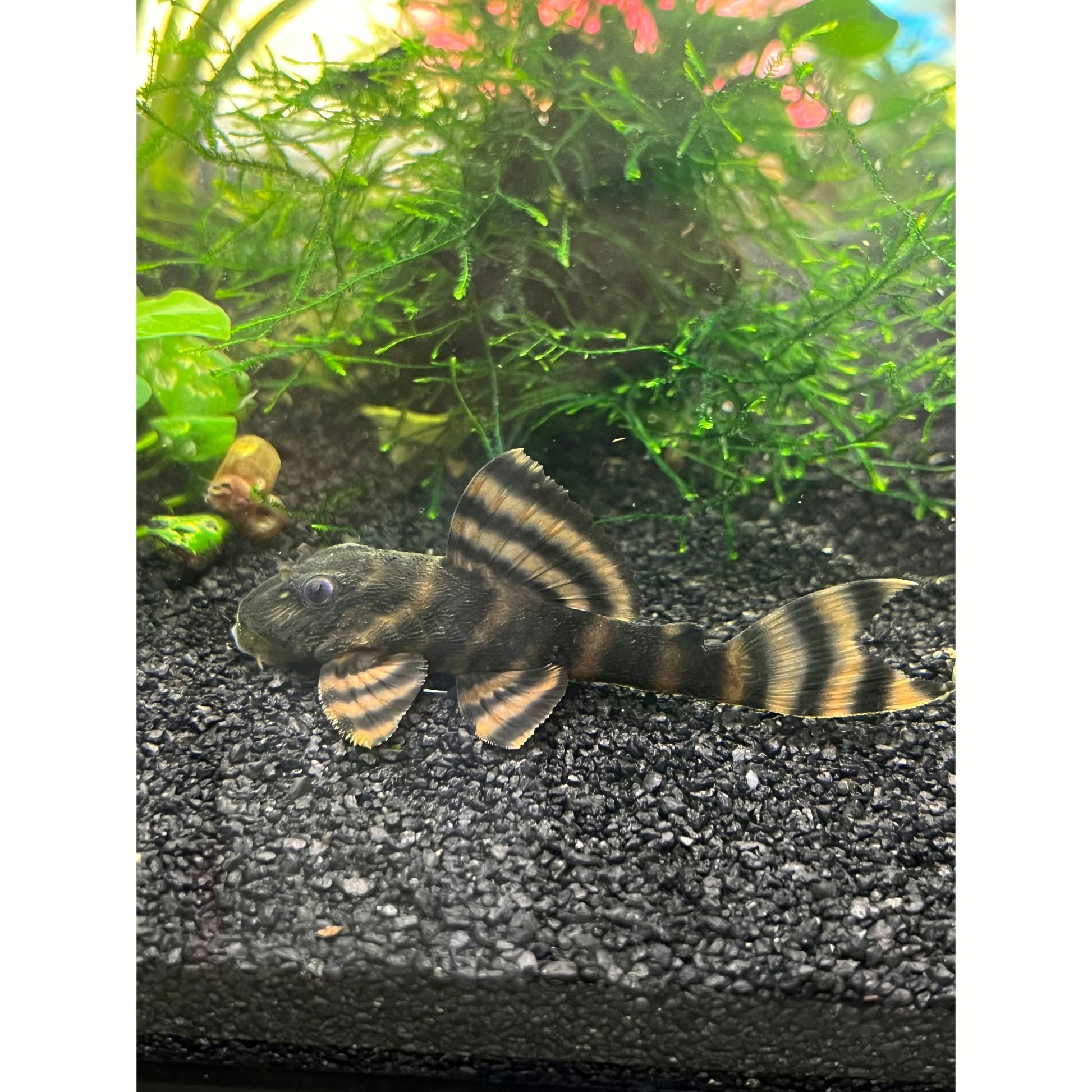 L397 Alenquer Tiger Pleco - YoCamron’s Aquatics