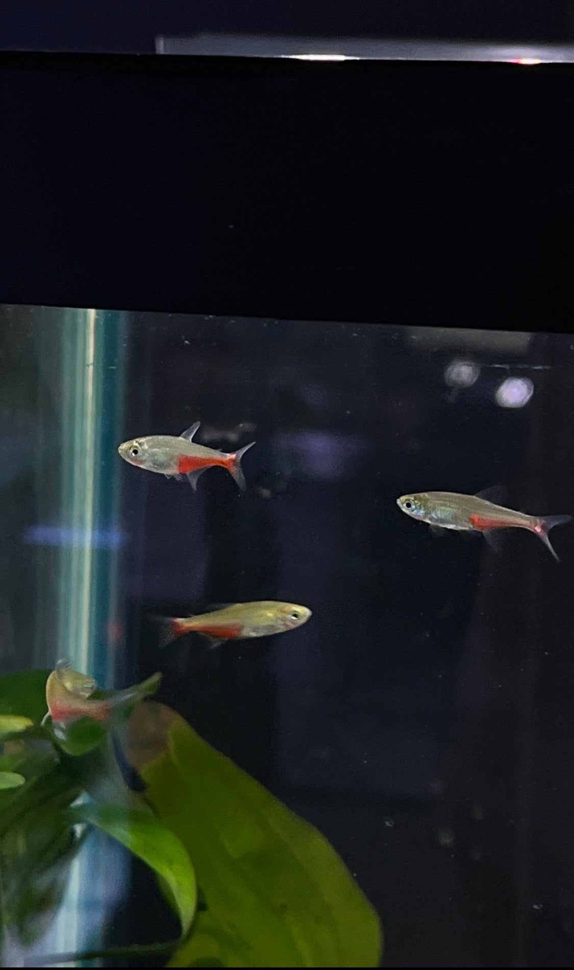 Green Fire Tetra - YoCamron’s Aquatics