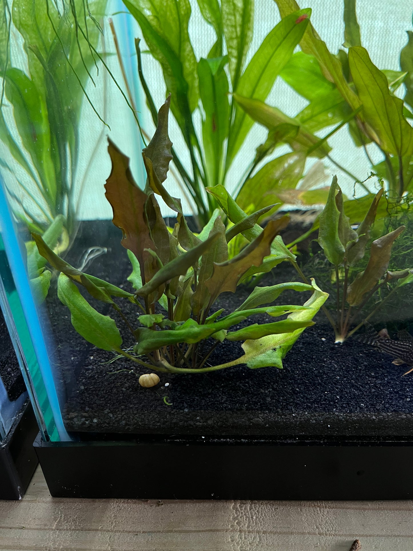 Cryptocoryne Assorted - YoCamron’s Aquatics