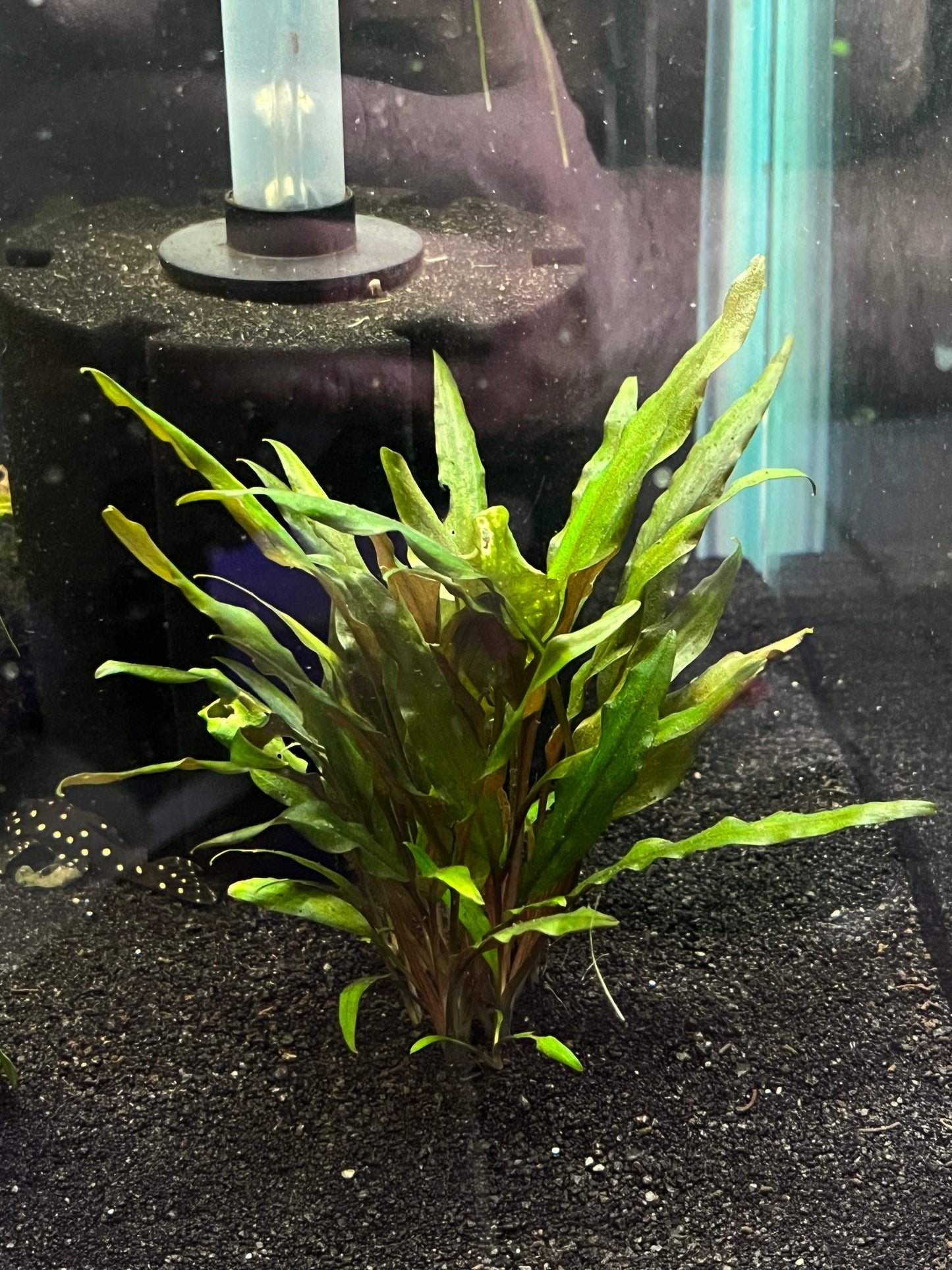 Cryptocoryne Assorted - YoCamron’s Aquatics