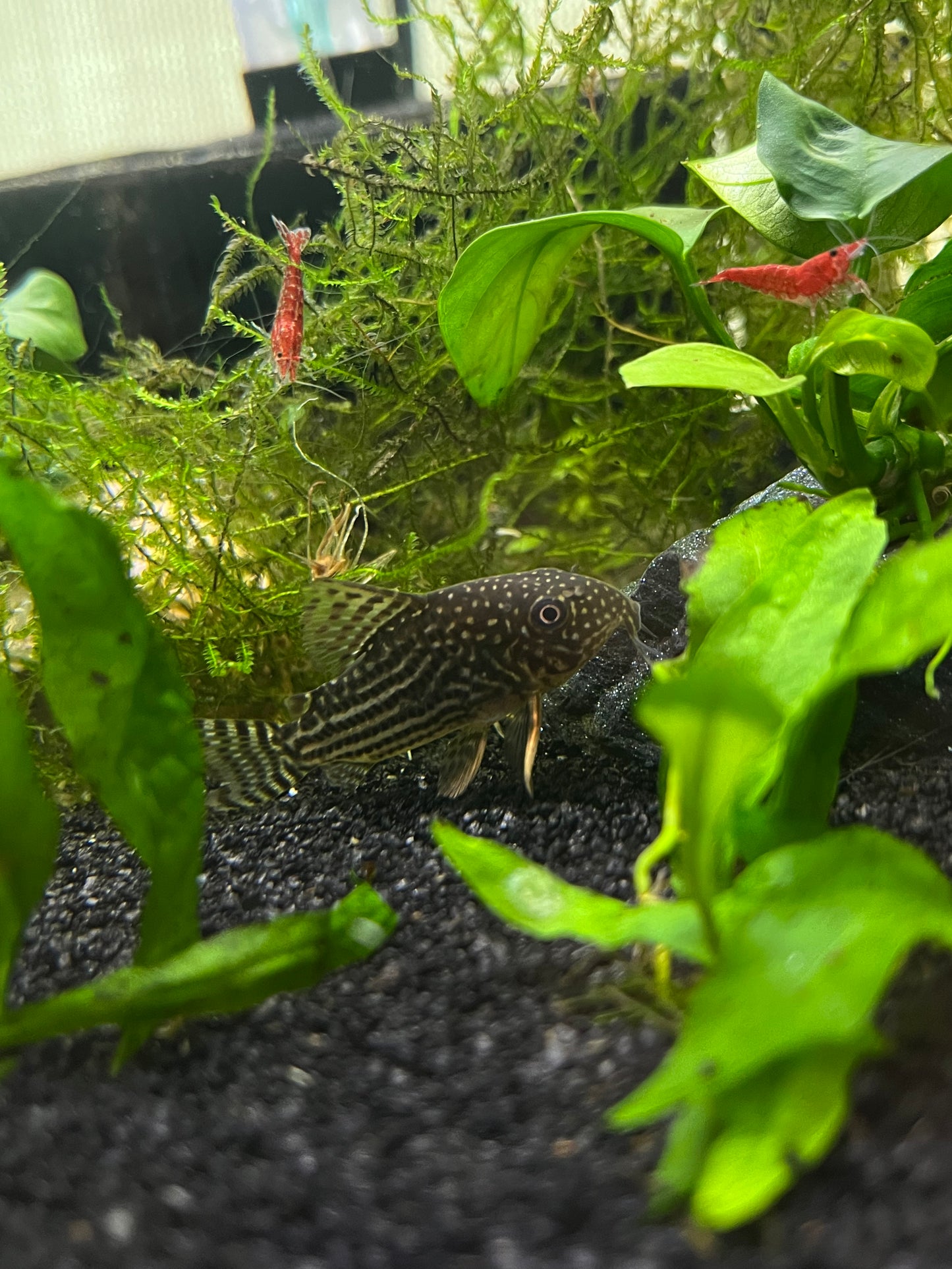 Sterbai Corydora - YoCamron’s Aquatics