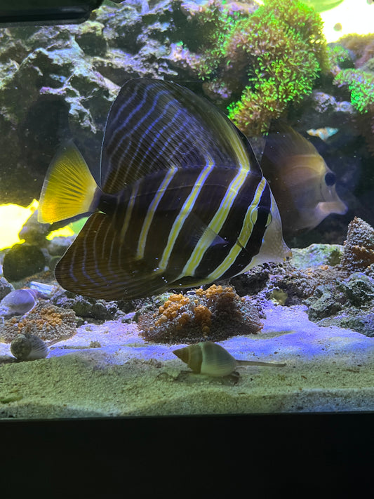 Sailfin Tang - YoCamron’s Aquatics