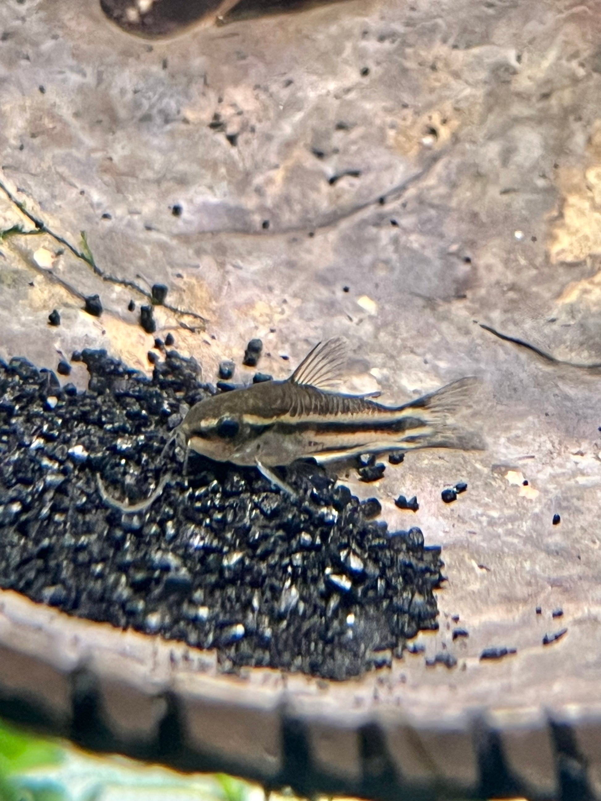 Pygmy Corydoras Cory Catfish - YoCamron’s Aquatics