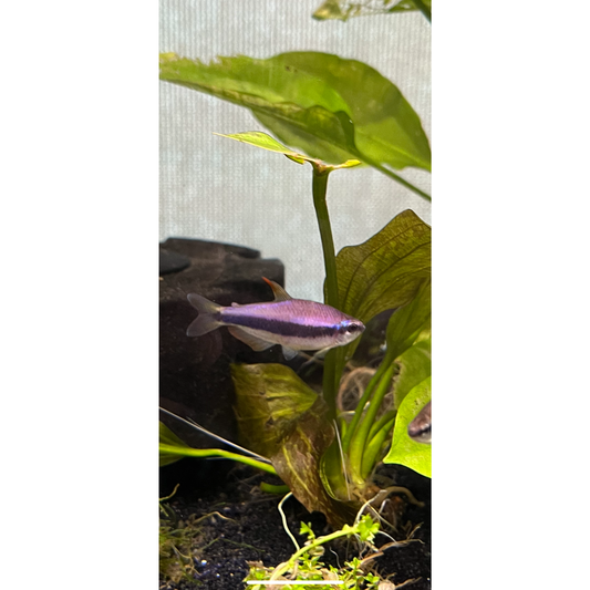 Purple Royal Tetra (Inpaichthys kerri)