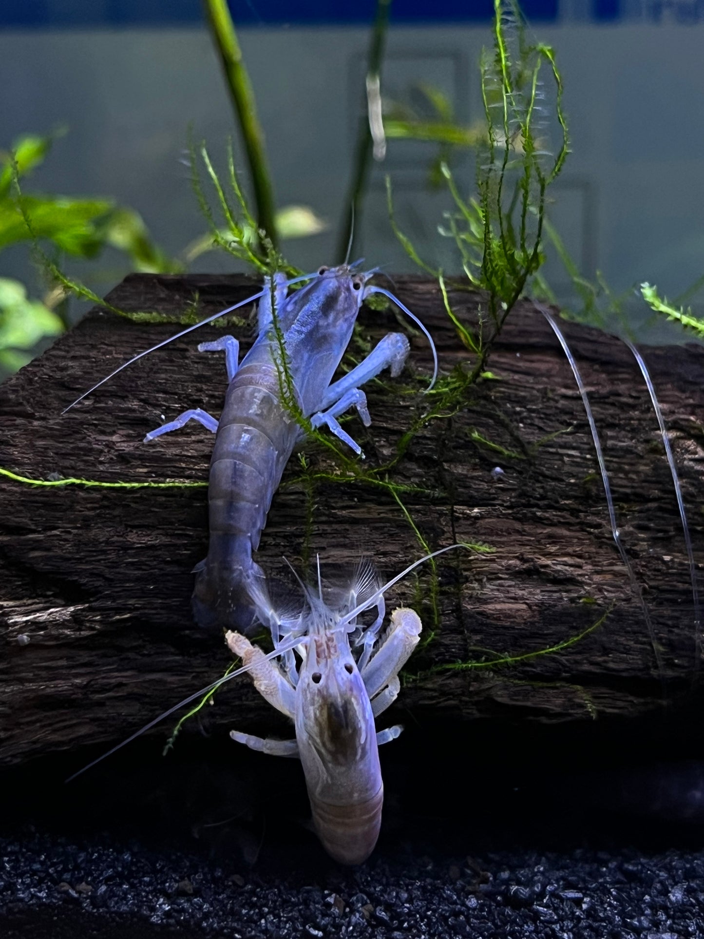 Vampire Shrimp (Atya gabonensis) - YoCamron’s Aquatics