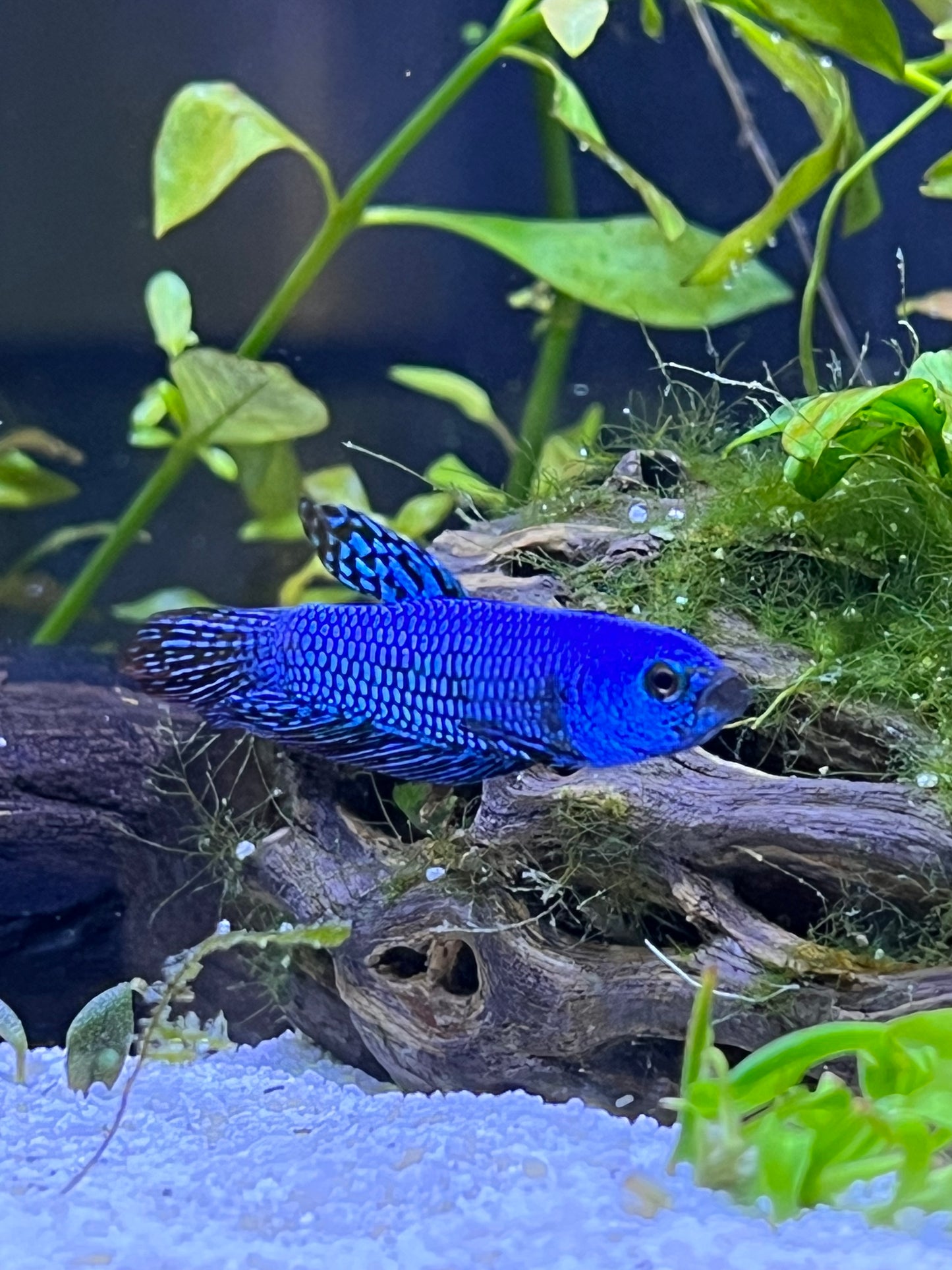 Assorted Alien Betta - YoCamron’s Aquatics