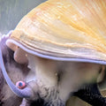 Jade Green Gold Mystery Snail (Pomacea diffusa) - photo courtesy @cavinessphoto, used with permission