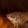 Lavender Gourami (Trichopodus trichopterus) - photo courtesy @_daybydayaquariums_, used with permission
