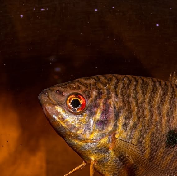 Lavender Gourami (Trichopodus trichopterus) - photo courtesy @_daybydayaquariums_, used with permission