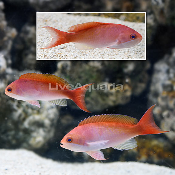 Red Bar Anthias (Pseudanthias rubrizonatus)