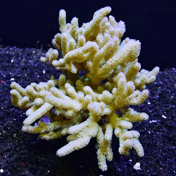 Sinularia Alien Hands Leather Coral