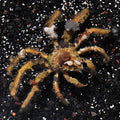 Decorator Crab