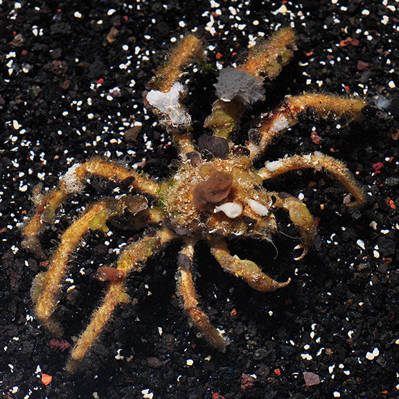 Decorator Crab