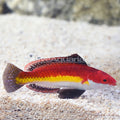 Naokoae's Fairy Wrasse (Cirrhilabrus naokoae)